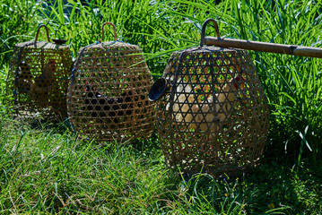  Fighting Indonesian rooster in the bamboo cage. Traditional Balinese way of keep their roosters in...