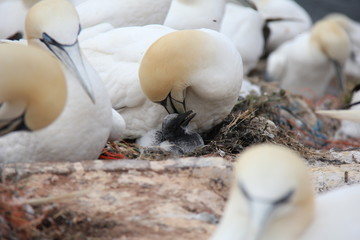 Nesting Northern Gannet with baby. Helgoland, Germany.