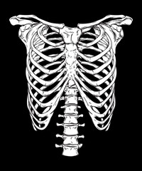 Obraz premium Human ribcage hand drawn line art anatomically correct. White over black background vector illustration. Print design for t-shirt or halloween costume.