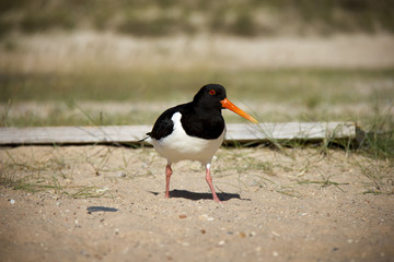 Eurasian Oystercatcher on the beach. Düne, Helgoland, Germany.