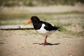 Eurasian Oystercatcher on the beach. Düne, Helgoland, Germany.