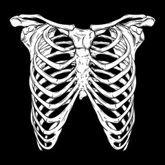 Fototapeta premium Human ribcage hand drawn line art anatomically correct. White over black background vector illustration. Print design for t-shirt or halloween costume.