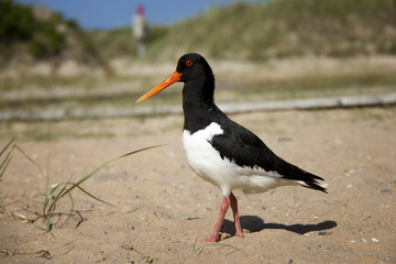 Eurasian Oystercatcher on the beach. Düne, Helgoland, Germany.