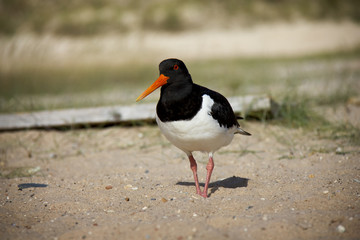 Eurasian Oystercatcher on the beach. Düne, Helgoland, Germany.