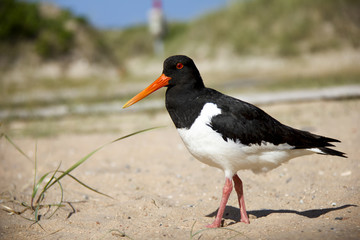 Eurasian Oystercatcher on the beach. Düne, Helgoland, Germany.