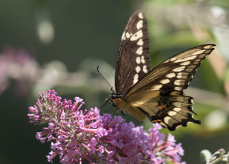 Swallowtail Butterfly on pink bush