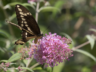 Swallowtail Butterfly on pink bush 6