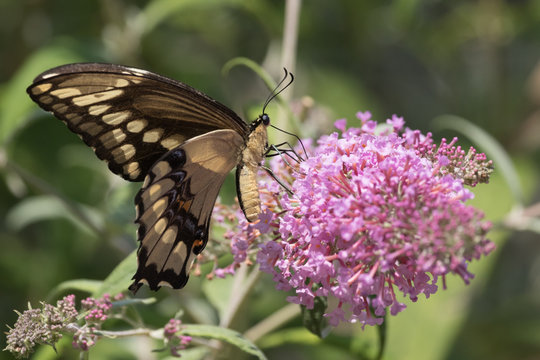Swallowtail Butterfly on pink bush 6