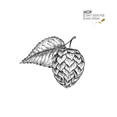 Hand drawn beer set. Vector hop cone and leaf. Oktoberfest engraved icons. Pub alcohol beverages and food. Craft brewery. Use for bar menu, festival decoration, poster, flyer, banner.