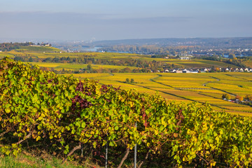 Blick in den Rheingau im Herbst