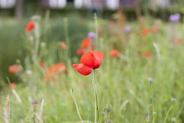 Wild blooming poppies in field, spring time