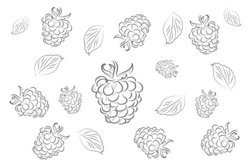 Vector monochrome illustration of raspberry logo. Contour brushes.