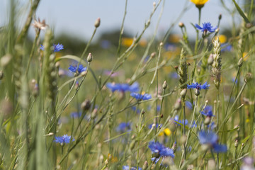 field with cornflowers