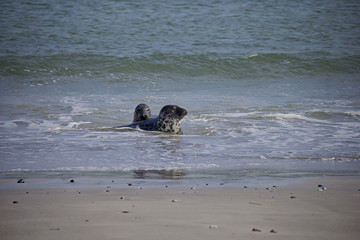 Obraz premium Harbor Seals (Phoca Vitulina) playing in water on small island Düne. Helgoland, Germany.