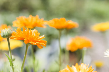 Calendula officinalis in herbal garden, marigold