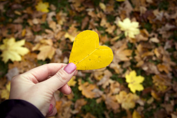Autumn leaf in hands in the form of heart.