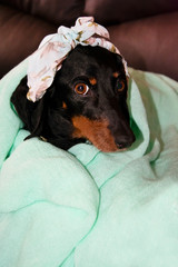 dog, dachshund, fashionable, beautiful, attractive, gorgeous, goodly, lovely, fine, fair, nice, pretty, glasses, isolated, sunglasses, fashion, woman, white, mask, black, protection, beauty, young