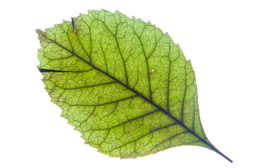 A green leaf with streaks is photographed close-up.