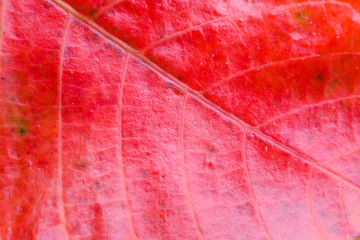 Red leaf with streaks photographed close-up.