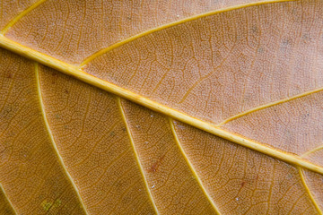 Leaf with streaks photographed close-up.