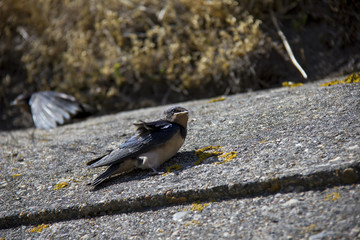Obraz premium Swallow babies on the wall.