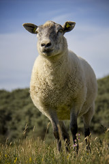 Portrait of sheep on a meadow.