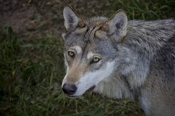 Naklejka na ściany i meble Portrait of eurasian wolf. Canis Lupus.