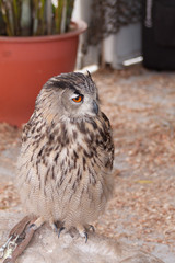 grand duc aux yeux oranges
