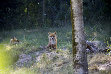 Naklejka na ściany i meble Red Fox sitting on a meadow. Vulpes Vulpes.