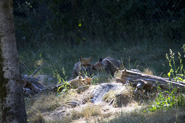 Red Foxes in the grass. Vulpes Vulpes.