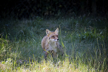 Red Fox in the grass. Vulpes Vulpes.