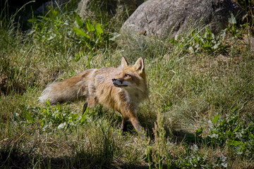 Red Fox in the grass. Vulpes Vulpes.