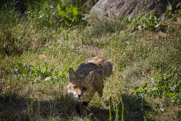 Running Red Fox in the grass. Vulpes Vulpes.