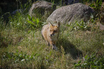 Red Fox in the grass. Vulpes Vulpes.