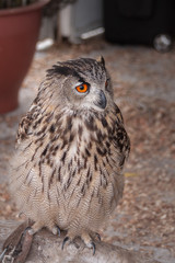 grand duc femelle aux yeux oranges