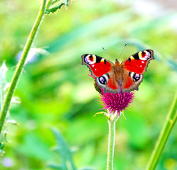 Butterfly on thistle - Schmetterling (Tagpfauenauge) auf lilafarbener Distel 