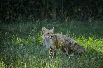 Red Fox in the grass. Vulpes Vulpes.