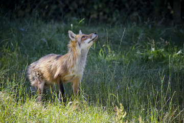 Curious Red Fox in the grass. Vulpes Vulpes.