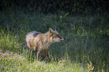 Red Fox in the grass. Vulpes Vulpes.