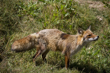 Naklejka na ściany i meble Red Fox in the grass. Vulpes Vulpes.