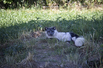Obraz premium Lying Arctic Fox.