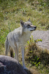 Eurasian wolf. Canis Lupus.