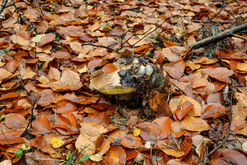 White mushroom in the forest