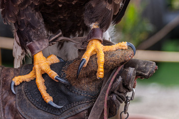 griffes d'aigle sur le gant du fauconnier