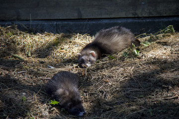 Playing polecat babies.