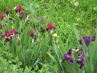 Colorful irises in the garden, perennial garden. Gardening. Bearded iris Group of purple irises in the Ukrainian Garden.