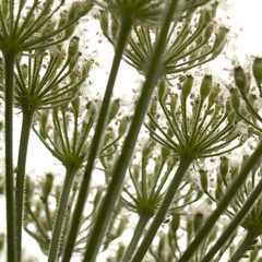 unusual cow-grass flower