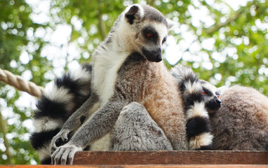 lemur monkey are resting