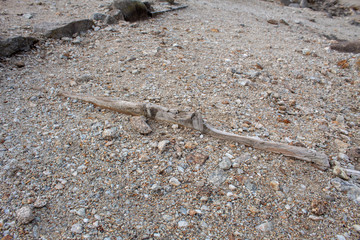 Remains of a Wooden Structure in Gravel