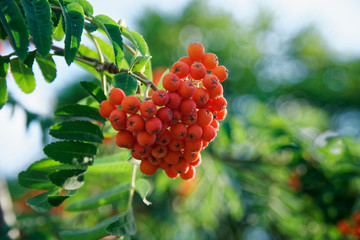 Close-up guelder or viburnum swaying in the wind.